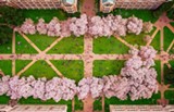 Purple & Gold: Cherry Blossom Edition